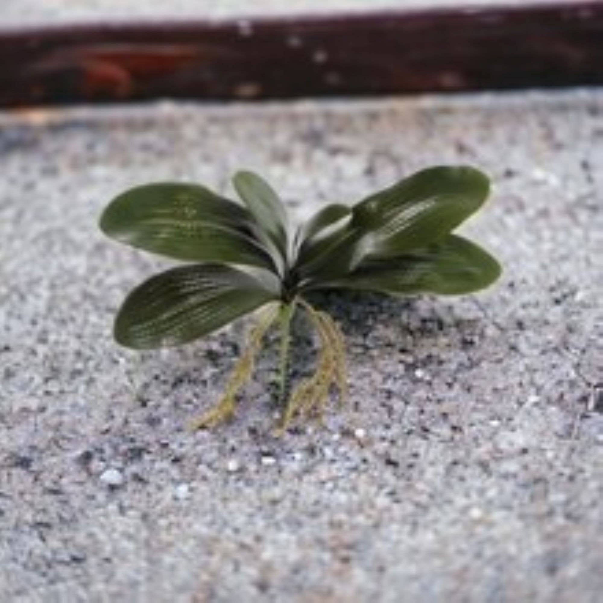 Larksilk - Wholesale Kunstplant - 16" Phalaenopsis-bladcluster met een breedte van 16"2