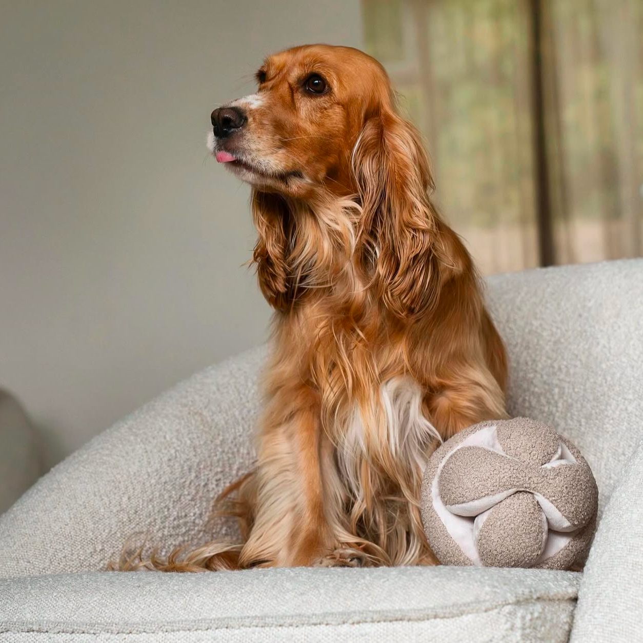 Lambwolf EU - Wholesale Pet Plush Toy - Dog - MONTI //Enrichment Toy  5