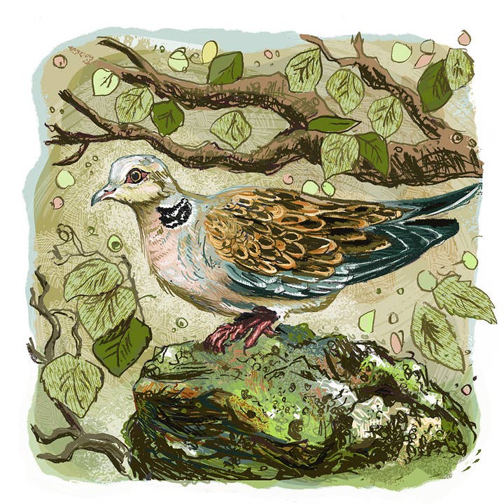 Turteltaube 148 x 148 – Quadratische Karte 148 mm, 6er-Pack für den Großhandel von Jamie Poole