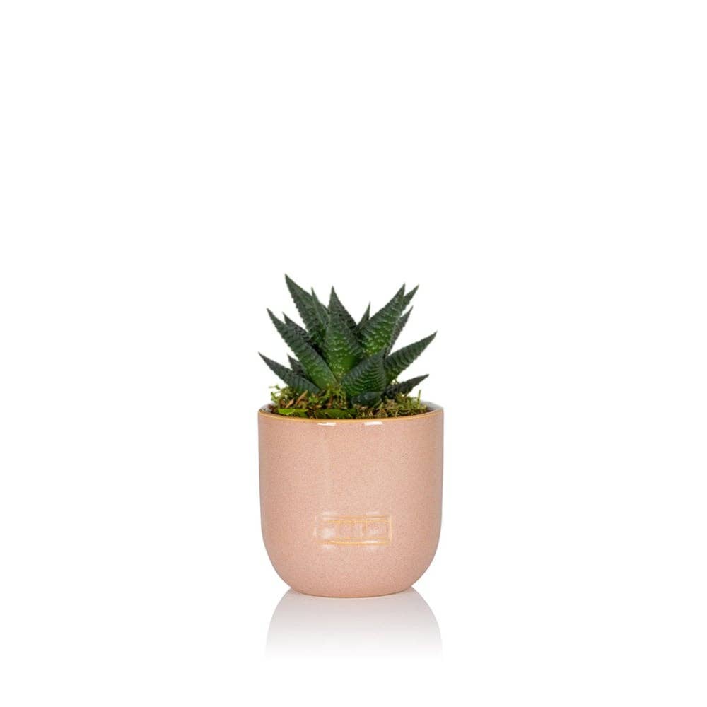 The Little Botanical - Wholesale Live Plant - Haworthia in Ceramic Pot for Indoor Décor2