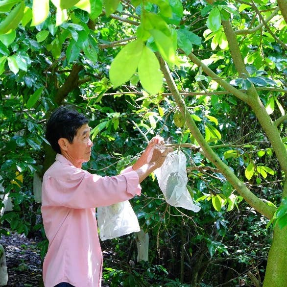 OhFresh Brands - Wholesale Fruit juice - OhFresh Juice Soursop 500 ml (12pk)4