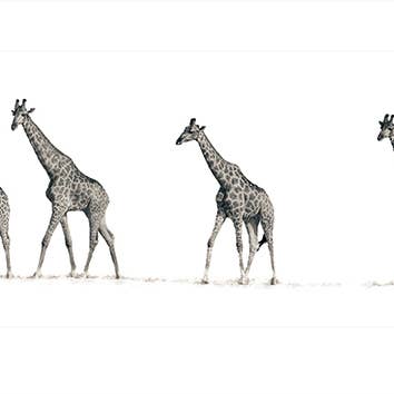 Mario Moreno (The Giraffes) - PPR41121 for wholesale by The Art Group