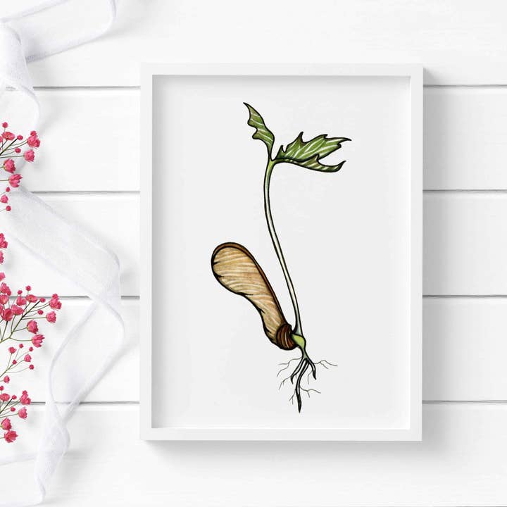 "Maple Seed Sprout" Watercolor Painting: Art Print for wholesale by PinkPolish Design