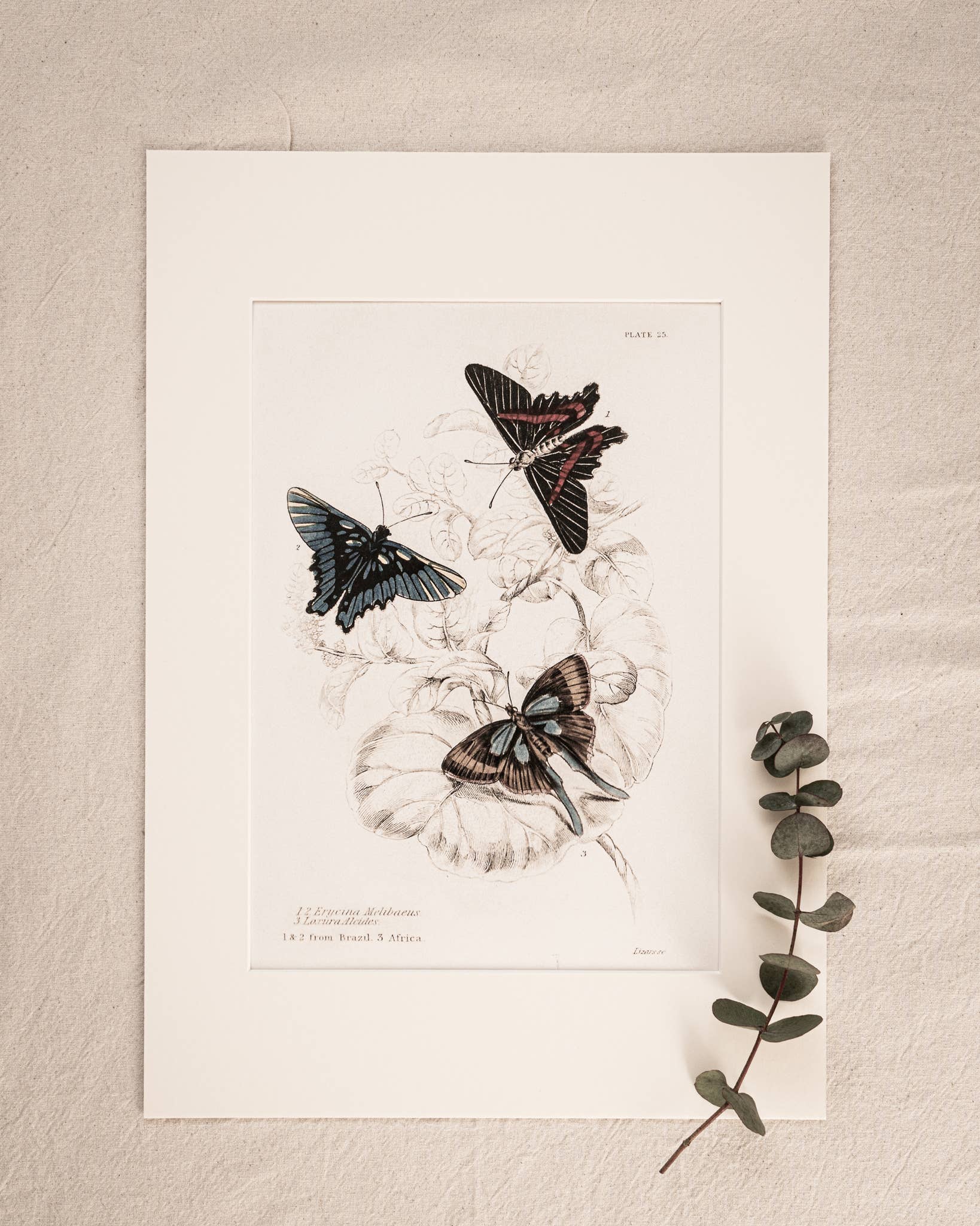 Coultura - Wholesale Gallery Wall Set - Framed Set of Four Vintage Butterfly Art Prints 02 (Black Noir Frame Collection)13