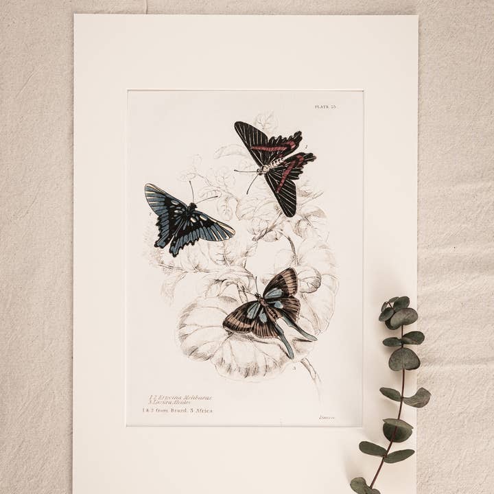 Coultura - Wholesale Gallery Wall Set - Framed Set of Four Vintage Butterfly Art Prints 02 (Black Noir Frame Collection)13