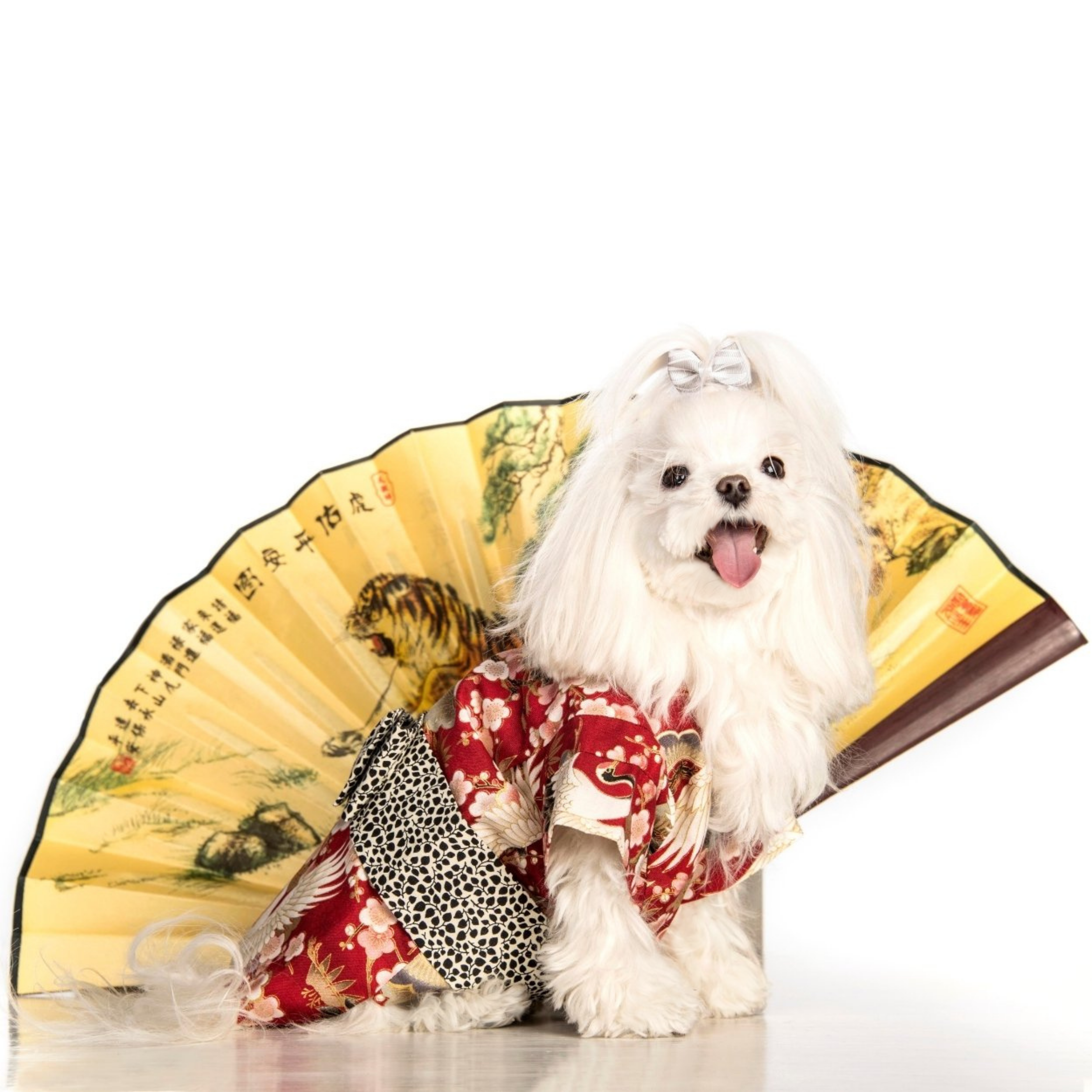 Le Calicó – wholesale Pet dress – Dog – Sakura - Misaki Kimono1