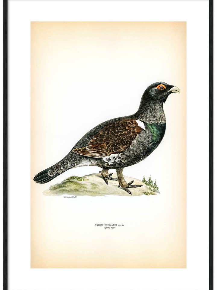 Tjädertupp för wholesale av Svenska Fåglar