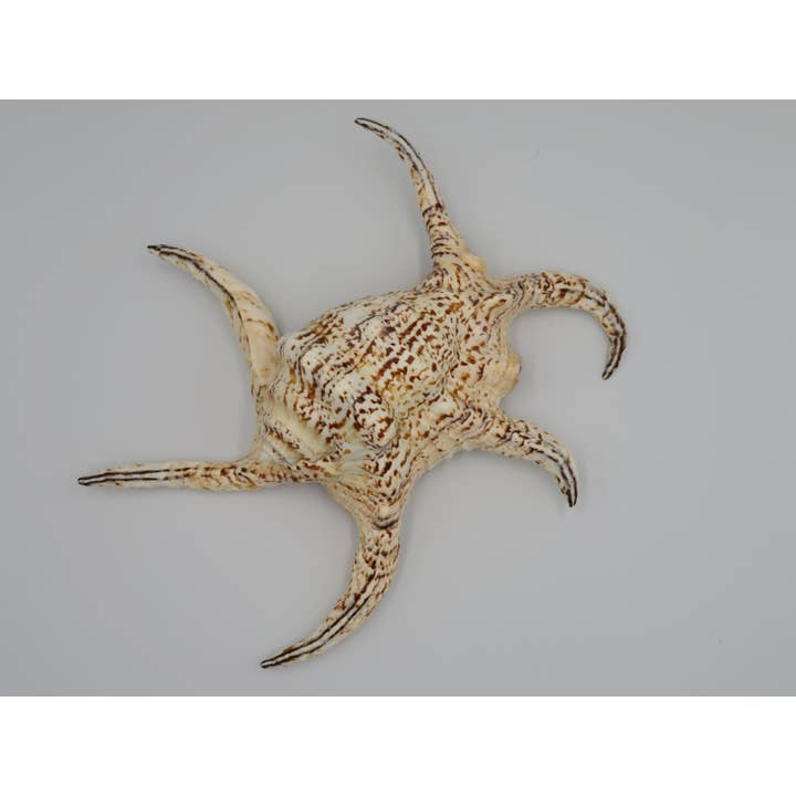 Kempang muslingeskal - unik kyst- og stranddekoration med havtema for engroshandel hos Product Import Holland