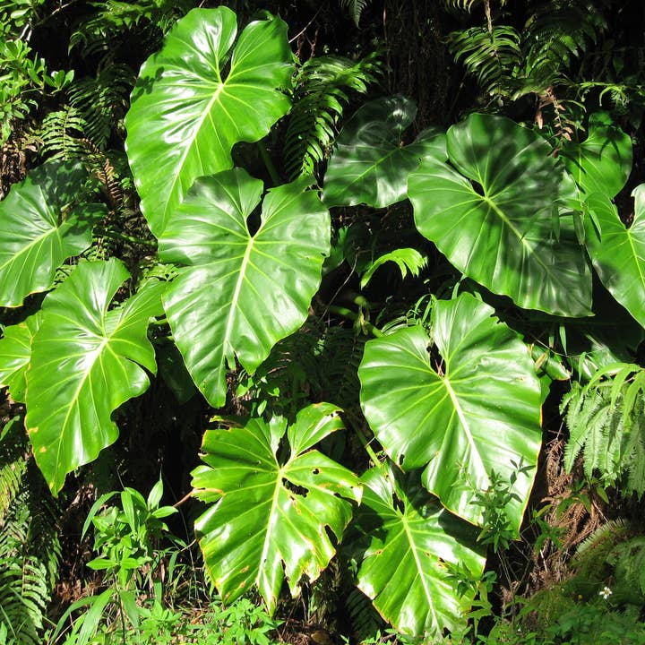 Philodendron Giganteum for wholesale by Dick's Sticks and Exotics