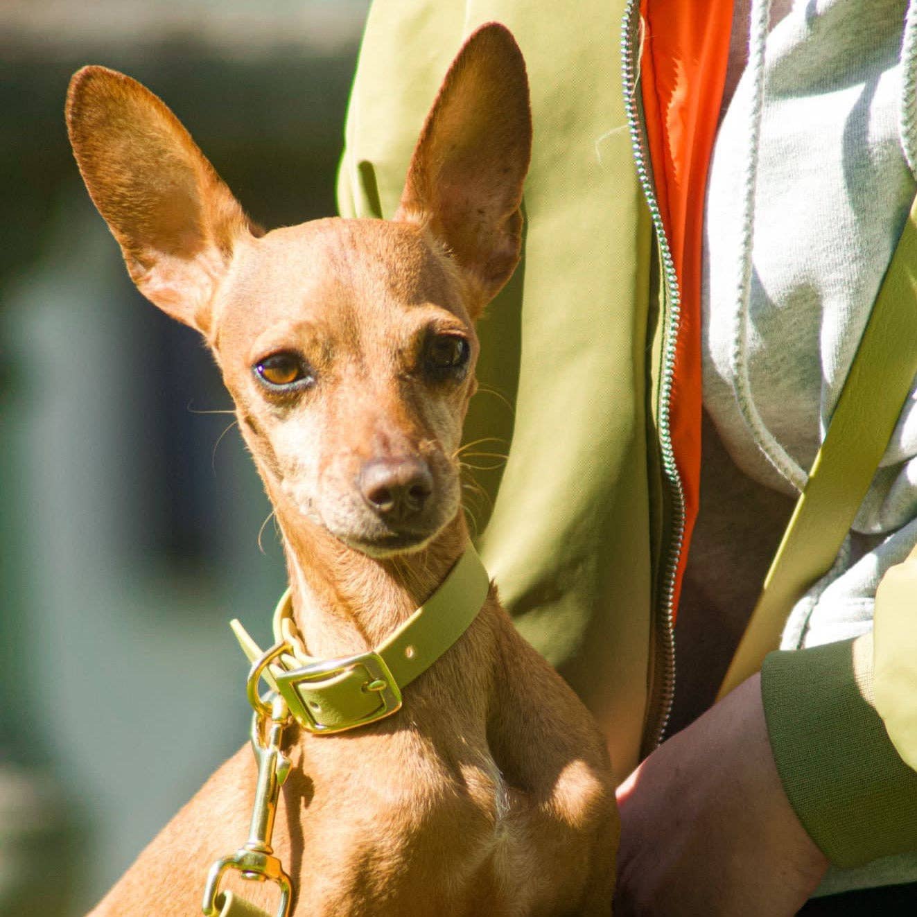 Fidèle Paris - Wholesale Pet Collar - Dog - “The Adventurer” necklace - Linden4