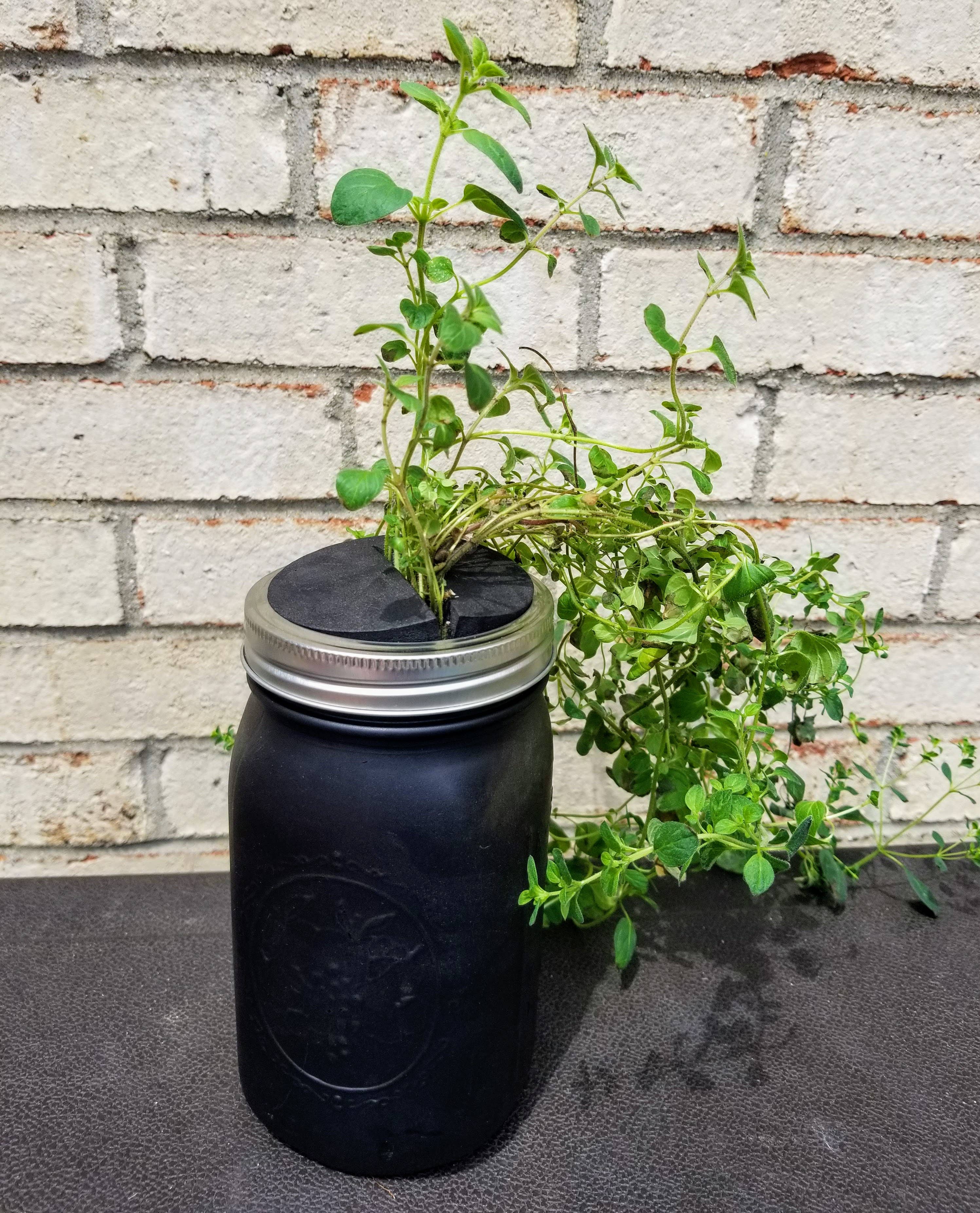 Verdant Hydroponics - Vente Graines de plantes - Kit de culture hydroponique d'herbes3