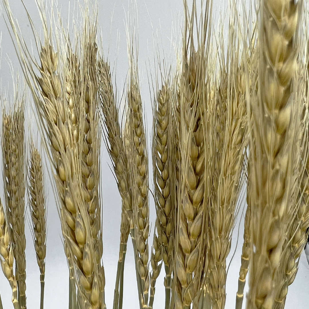 2626 Designs – wholesale Torkade/pressade blommor – Torkat vete, 50 st, cirka 61 cm långt25