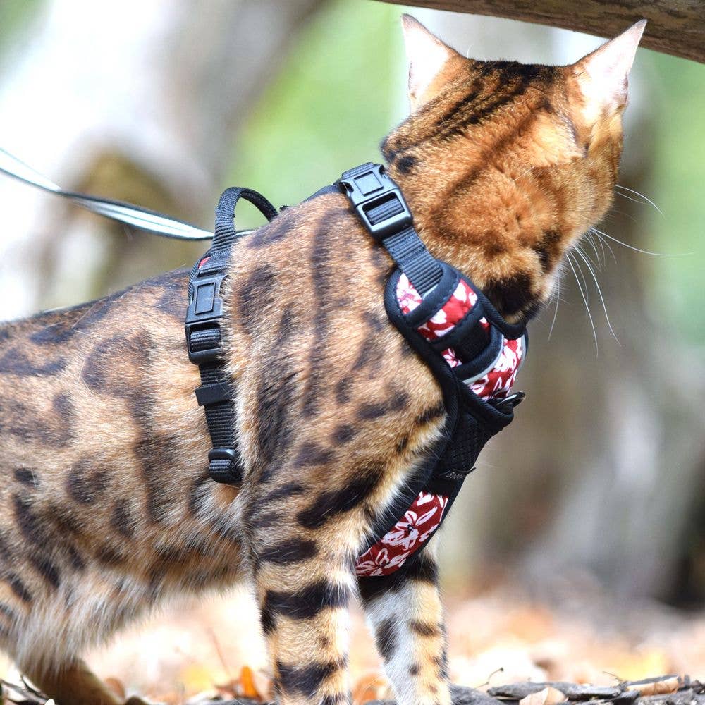 Croci - Wholesale Pet Harness - Dog - Cat harness - Bobby Rando Monoi1