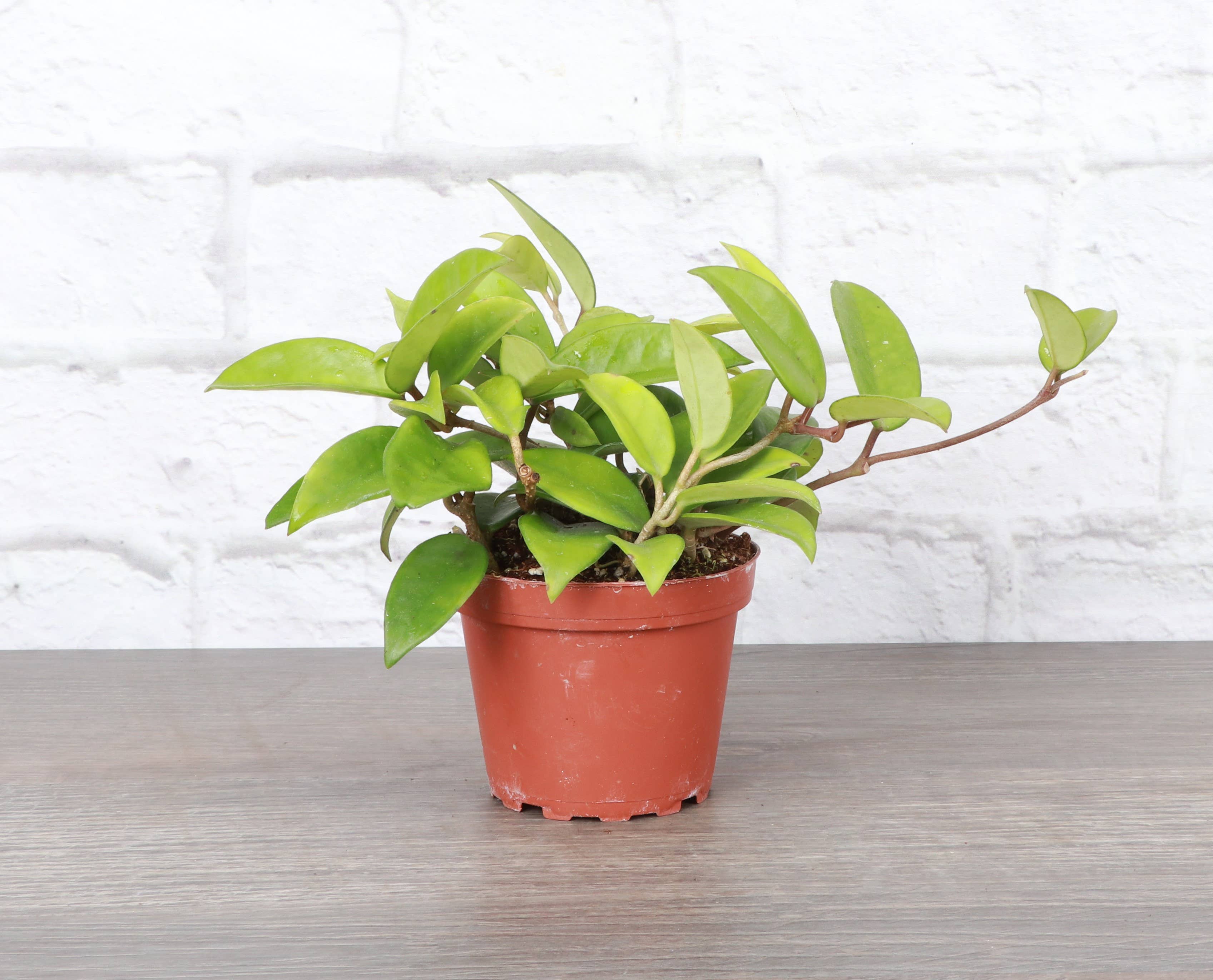 Thorsen's Greenhouse - Wholesale Live Plant - Hoya Carnosa - Wax Plant - Live Plant0