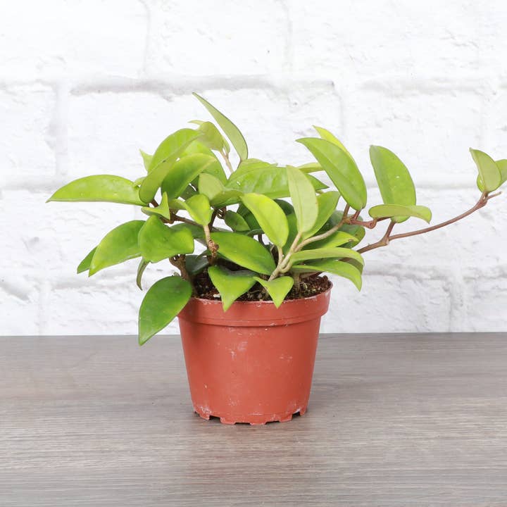 Thorsen's Greenhouse - Wholesale Live Plant - Hoya Carnosa - Wax Plant - Live Plant