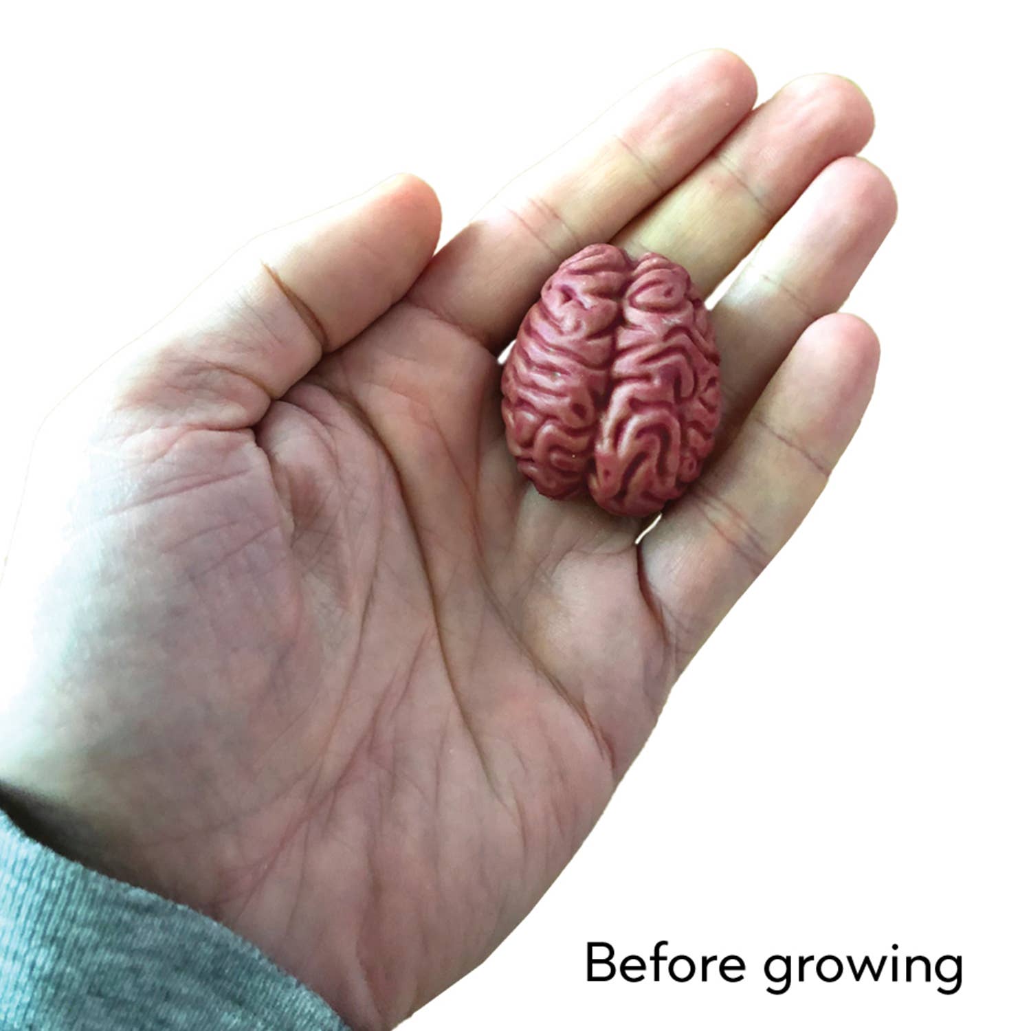Copernicus Toys - Wholesale Classic Toy - Kids - Grow a Brain | 
Anatomy Model Polymer Brain Science Kit1