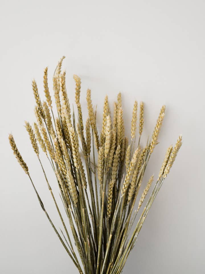Dried Wheat Natural Bunch for wholesale by OLIRA HOME