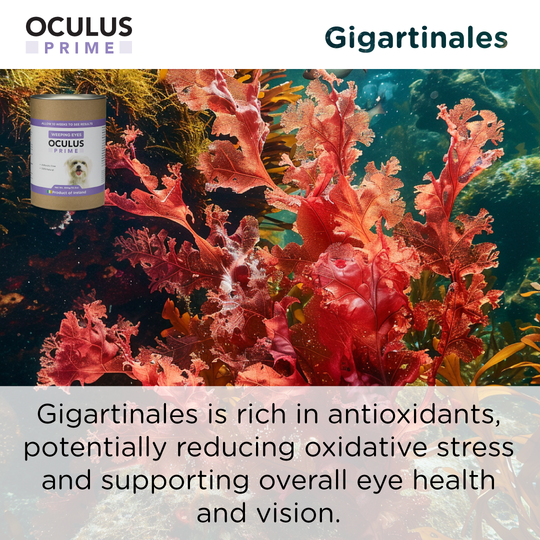 Seaweed For Dogs – wholesale Pet supplement – Dog – Oculus Prime | Control Weeping Eyes Naturally8