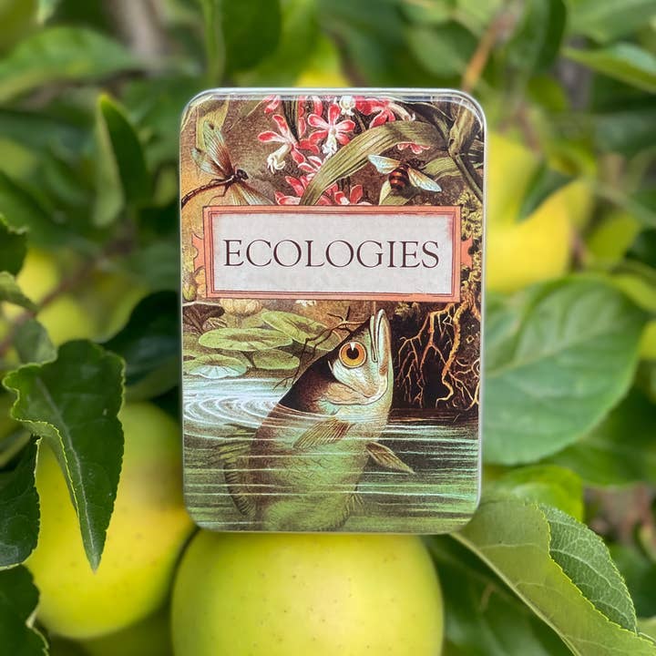 Montrose Biology - Wholesale Card Game - Ecologies Card Game Metal Tin - Archerfish Image