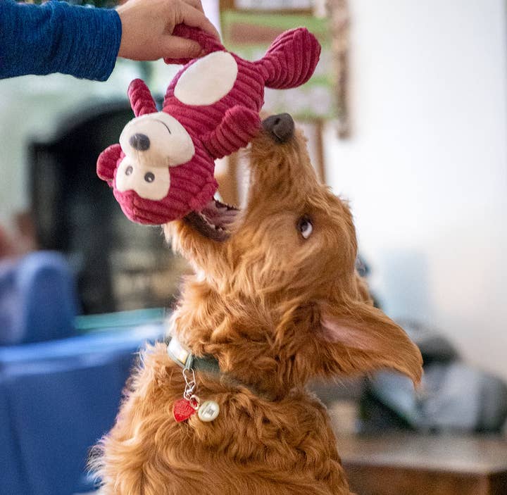 Pet Palette Distribution - Wholesale Pet Plush Toy - Dog - ThoozyPet Tuff & Cuddly Monkey Plush Dog Toy 12.5"6