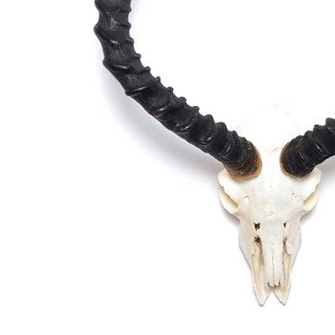 OUTPOST ORIGINAL - Vente Décoration murale - Corne d'impala africaine - Crâne complet1