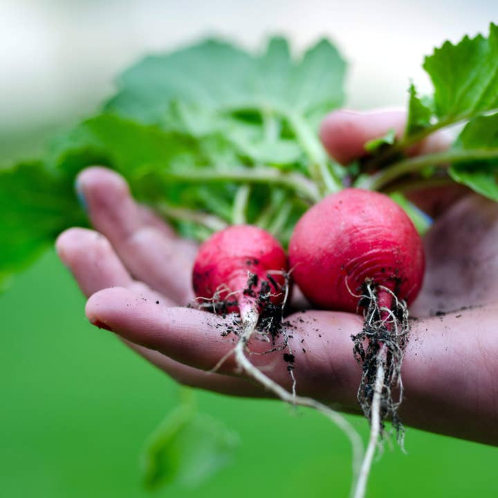Sow True Seed - Wholesale Plant Seeds - Radish Seeds - Sparkler, ORGANIC2