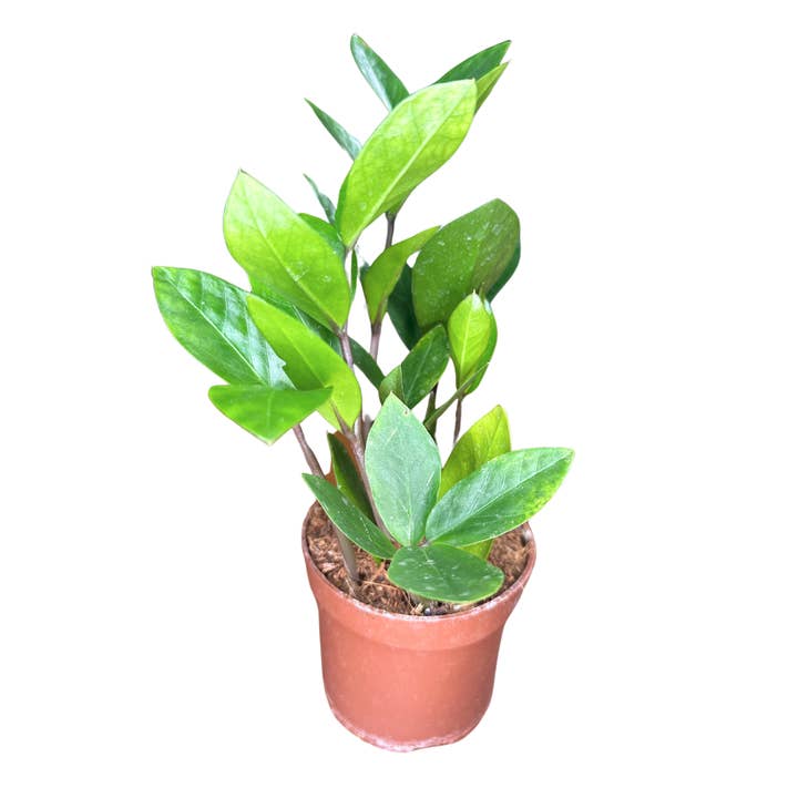 Flow State - Wholesale Live Plant - 4" ZZ Plant - Zamioculcas zamiifolia - Zanzibar Gem - Live3