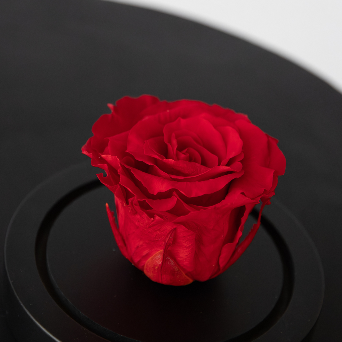 Oasis of Life - Wholesale Artificial Flowers - Eternal Red Rose under Glass Dome – Real Preserved Rose – Luxurious Gift for Women & Men – Lasts up to 3 Years – Love, Romance & Decoration – In Glass Cover with Wooden Base3