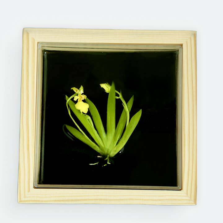 bloomify - Wholesale Live Plant - Bloomify Live Orchid Picture with frame, Maintenance Free Orchid, Psygmorchis Pusilla, Live Green Wall Décor, Blooming, No Green Thumb Necessary, Great for Work, Home, Wall Décor, Unique Gift.5