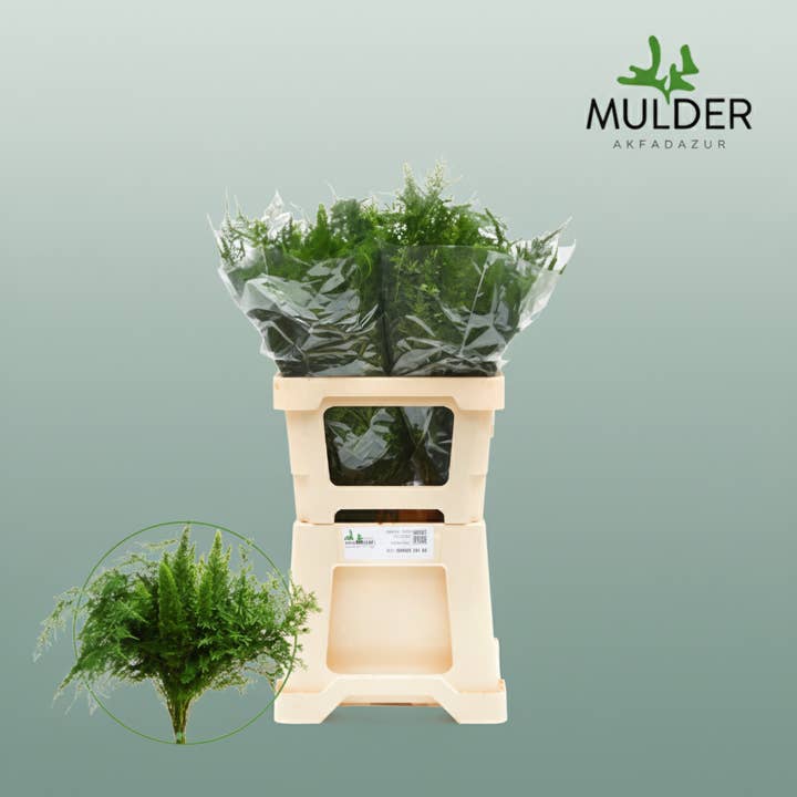 Green Aspidistra Mix for wholesale on Faire1