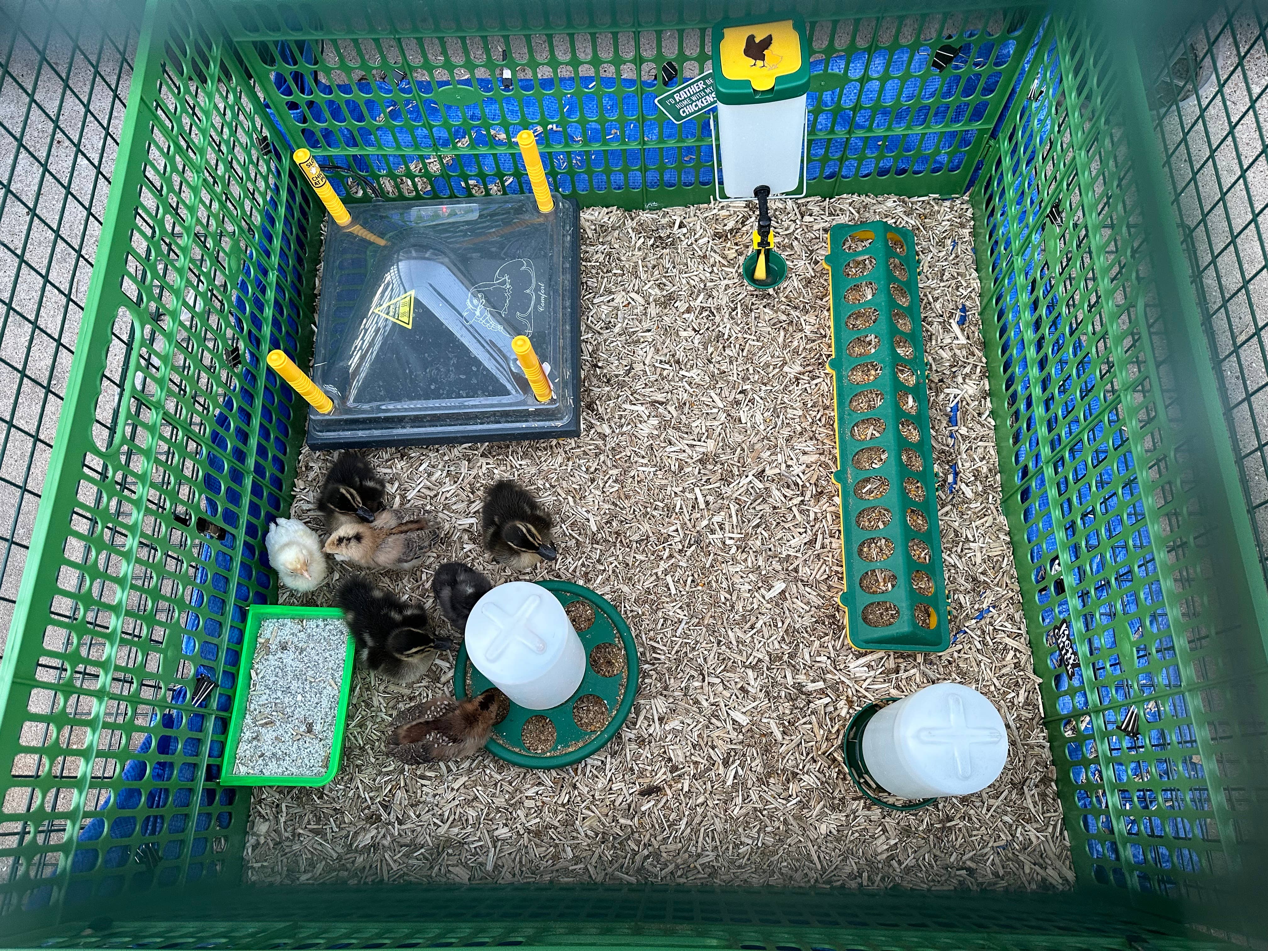 My Favorite Chicken - Wholesale Pet Bowl - Cat/Dog - Baby Chick Drinker Bottle, 1L Green Drinker Cup Float Valve3