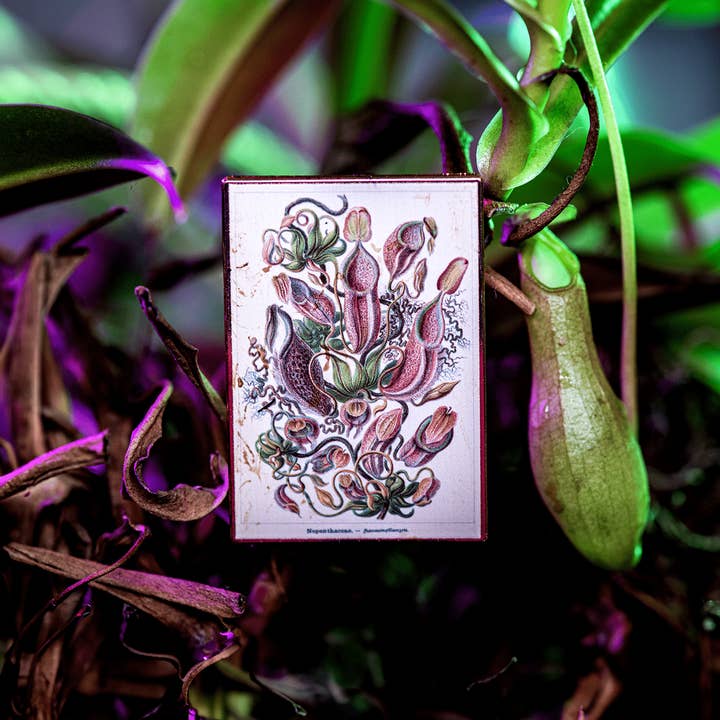 Pitcher Plant Vintage Botanical Print Pin for wholesale by The Roving House