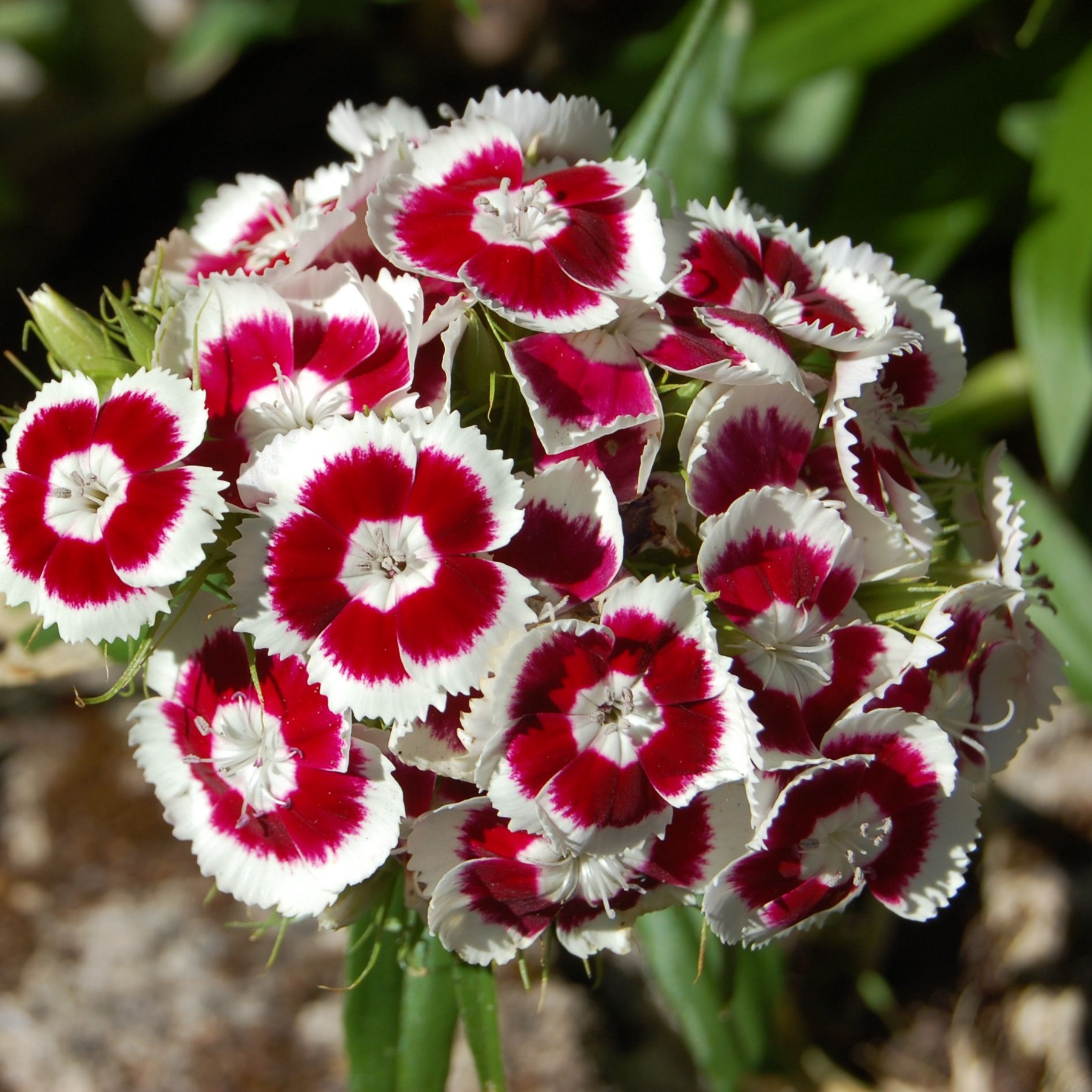 Piccolo Seeds - Wholesale Plant Seeds - Sweet William Holborn Glory1