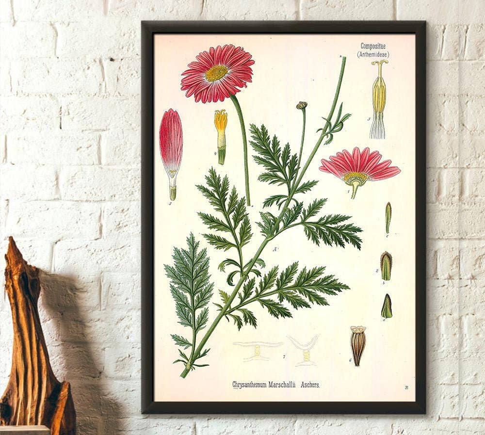 Vintage Wall Graphics - Wholesale Poster - Vintage Aster Botanical Garden Floral Poster Decor0