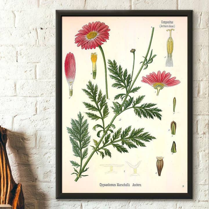Vintage Wall Graphics - Wholesale Poster - Vintage Aster Botanical Garden Floral Poster Decor