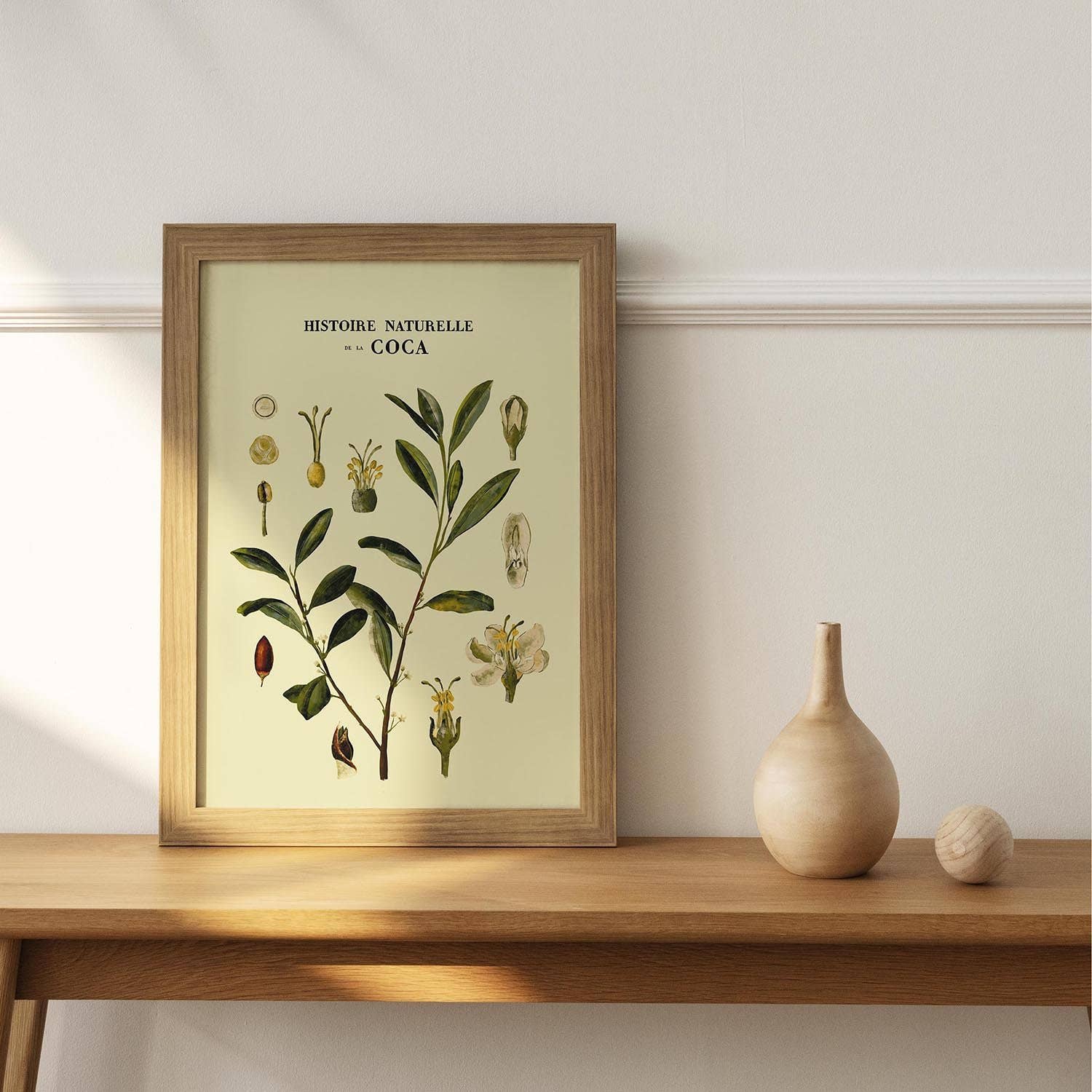 Maison Chapal - Wholesale Kunstprint - Natuurlijke geschiedenis van de coca2