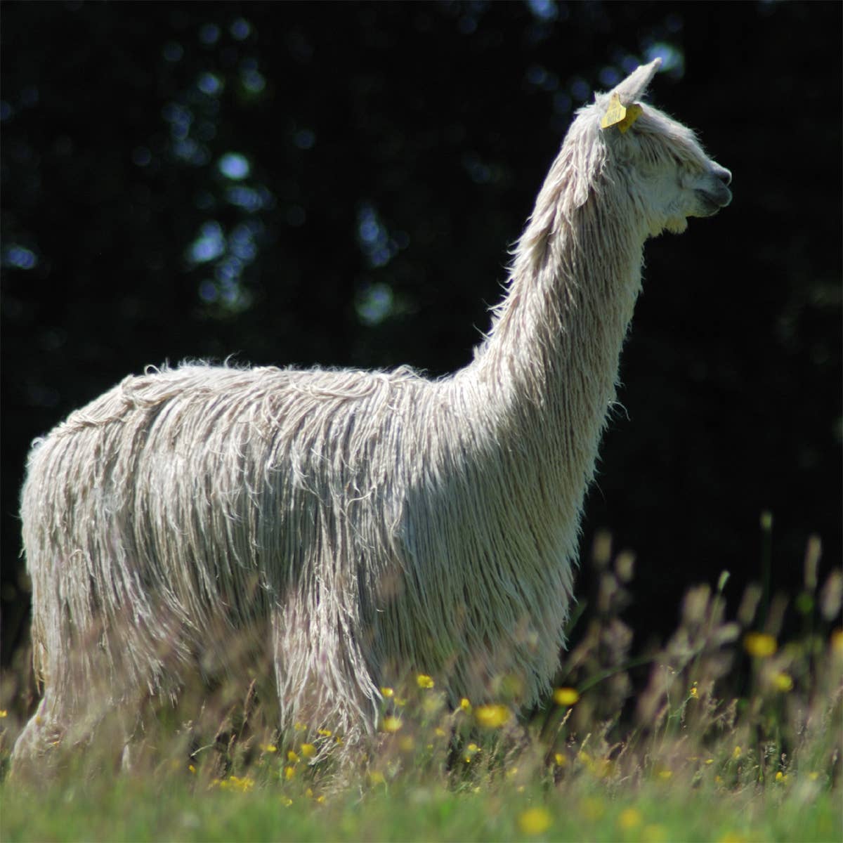 UK Alpaca Yarns Ltd - Wholesale Yarn - Suri Alpaca 4-Ply9