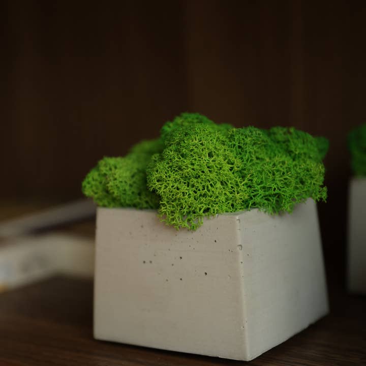 THE NINE SPACE - Vendita all'ingrosso Piante vive - EASY GREEN Muschio - Pianta1