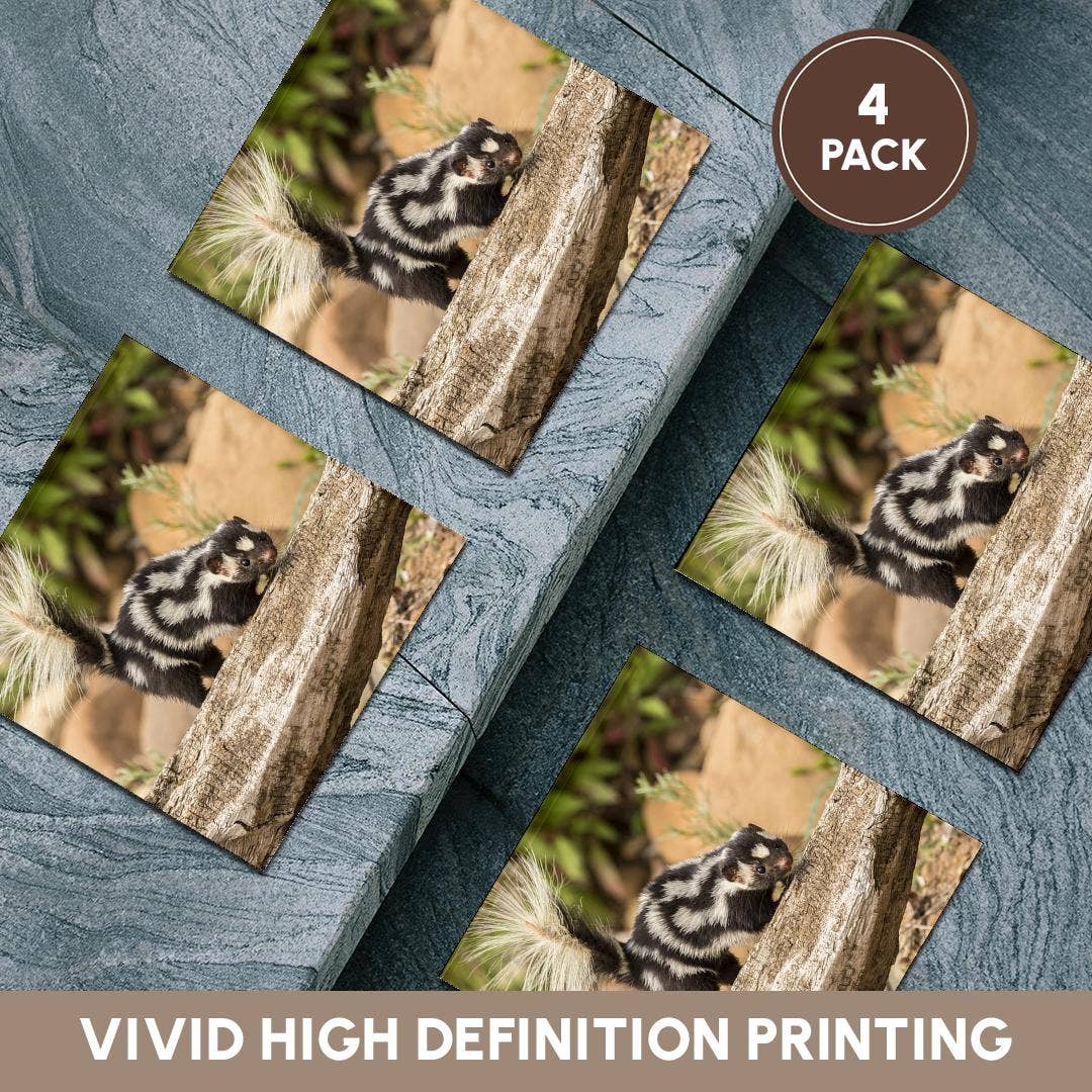 3dRose - Wholesale Coasters - 3dRose, Pine County. Captive spotted skunk. , Coaster5