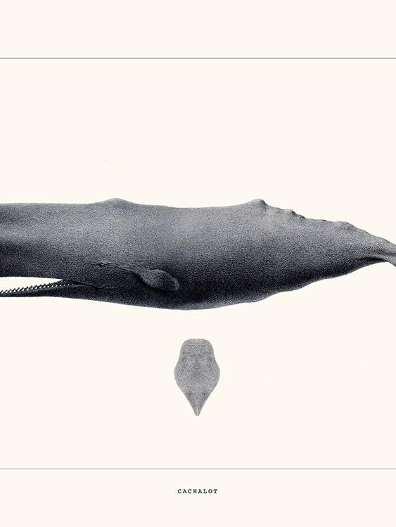 Pottwal für den Großhandel von Salam Editions