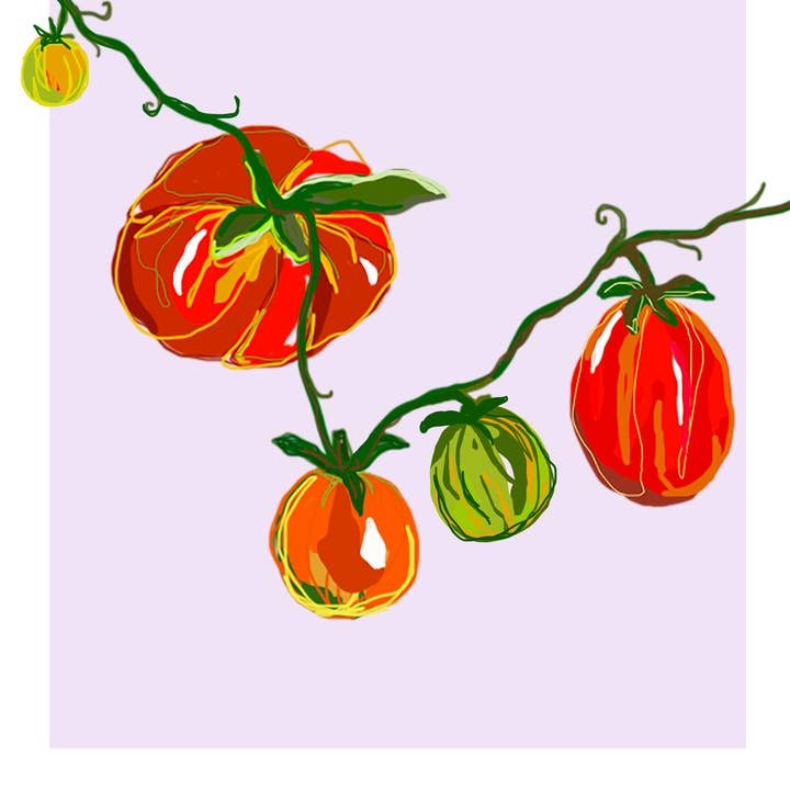 A3 TOMATO PRINT for wholesale by Frank's Prints