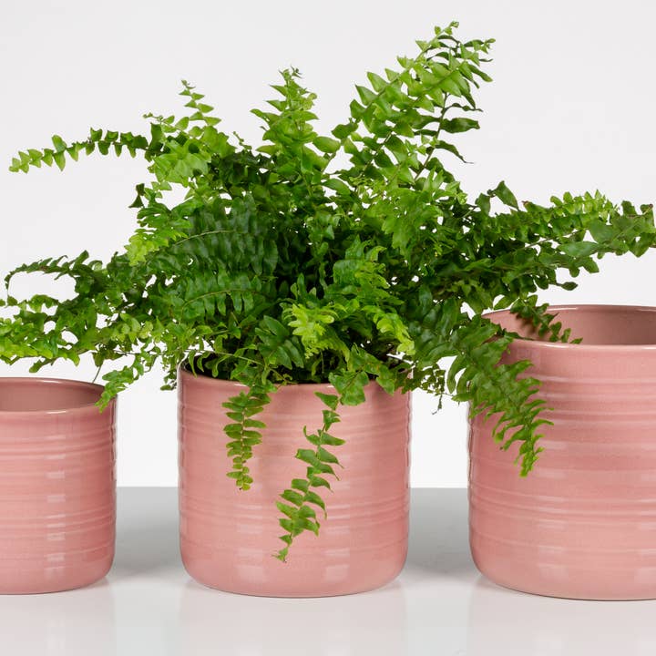 Scheurich - Wholesale Plant Pot - Blumentopf Cottage 850 made of ceramic1