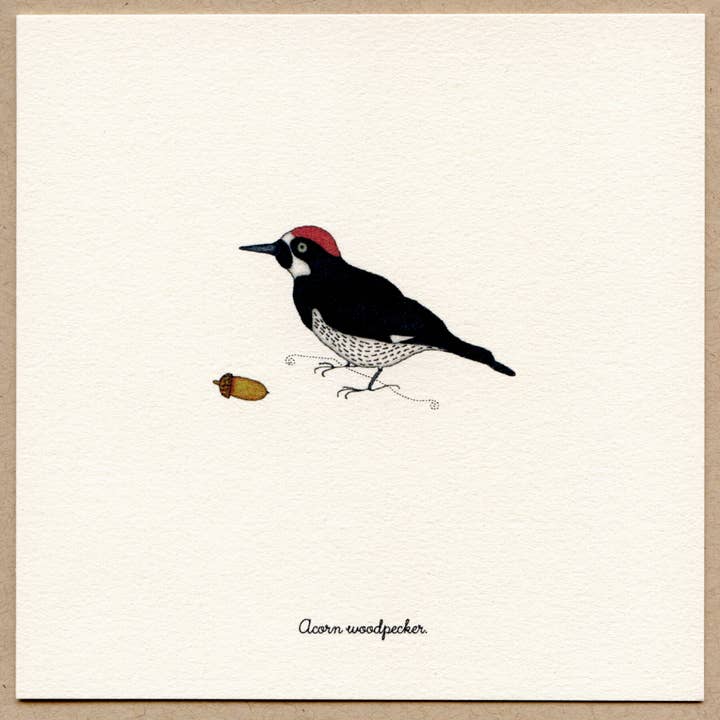 Acorn Woodpecker - Cartes de vœux dans une boîte. pour la vente par Beth Mueller