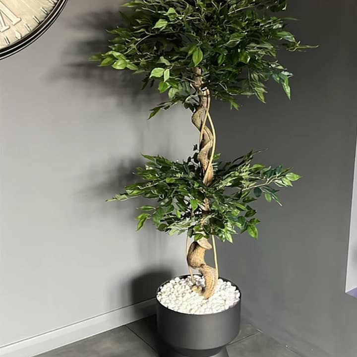 Künstlicher japanischer Fruktosa-Ficus, verdreht, groß, 150 cm für den Großhandel von Leaf Design UK LTD
