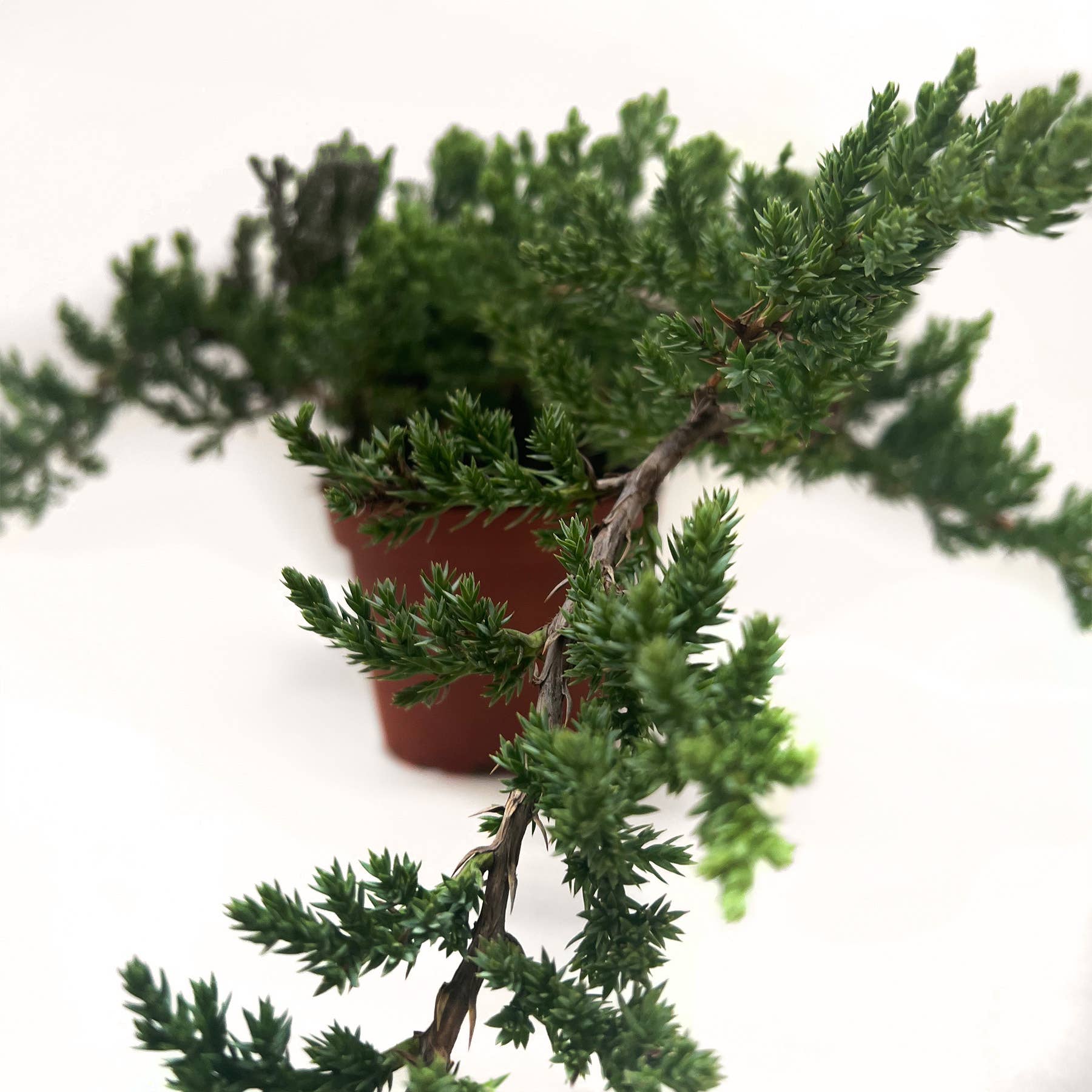 House Plant Wholesale - Wholesale Live Plant - Bonsai Juniper - 4" Pot0