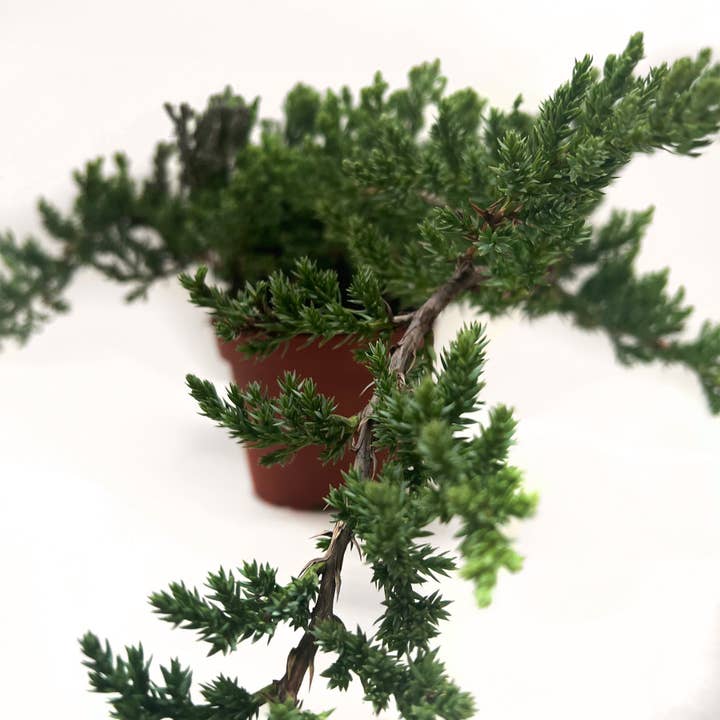 House Plant Wholesale - Wholesale Live Plant - Bonsai Juniper - 4" Pot