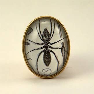Insectavora - Broche de grabado de hormigas victorianas para venta al por mayor de B.Berish