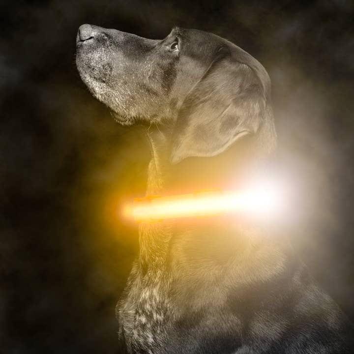 Mighty Paw - Venta al por mayor Collar - Perros - Collar de perro LED