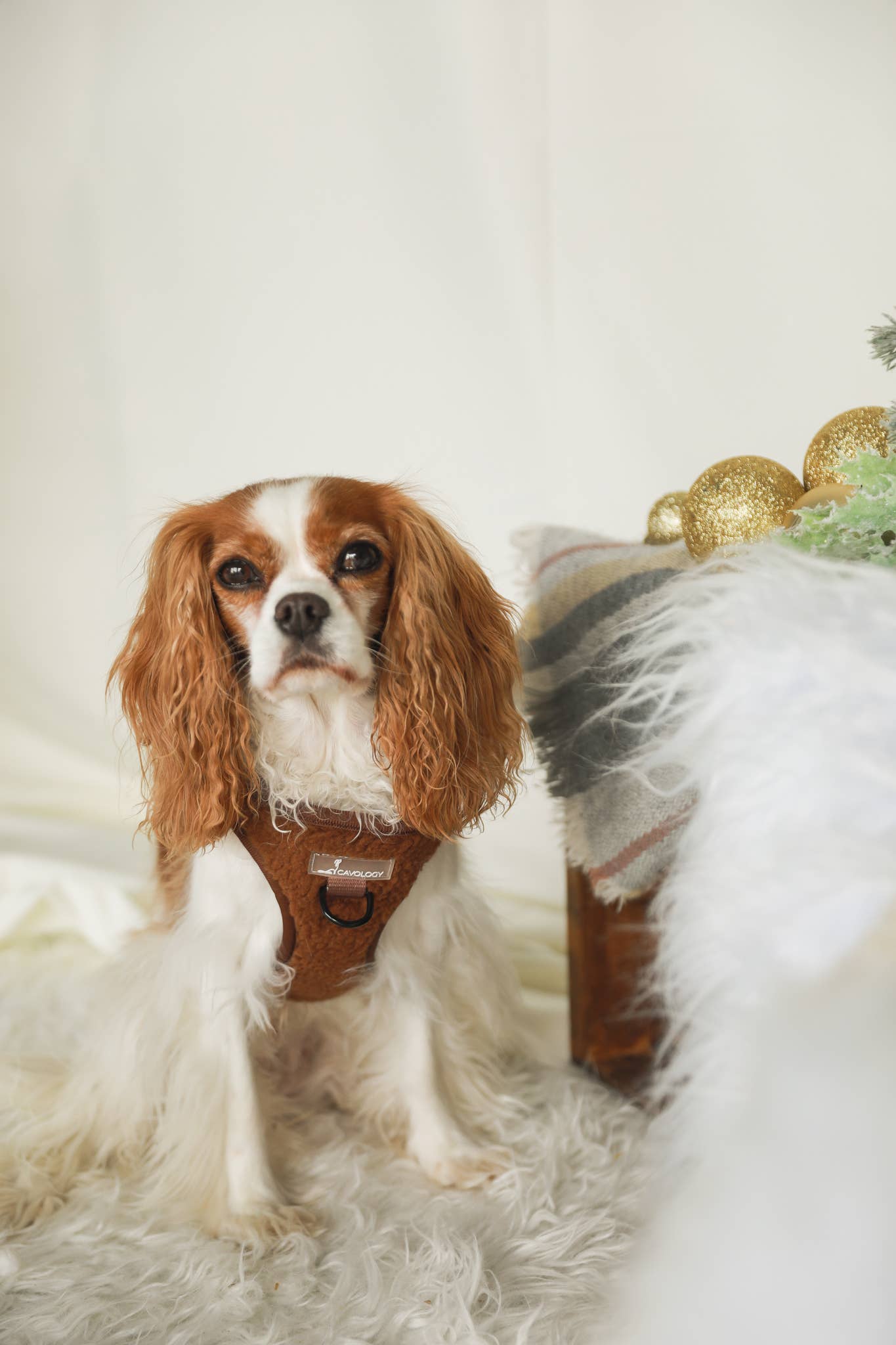 Cavology - Vendita all'ingrosso Pettorina - Cani - Pettorina a gilet per cane Step In marrone in sherpa teddy4