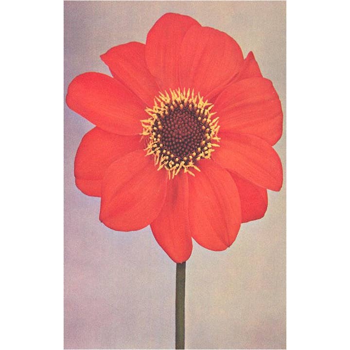 Found Image Press - Wholesale Postcard - Postcard FP-10 Single Dahlia Perplex